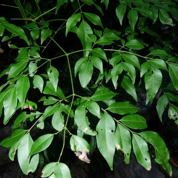 Dialium guianense Leaf