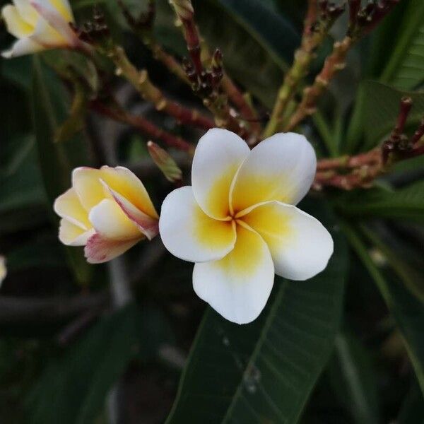 Plumeria rubra Blüte