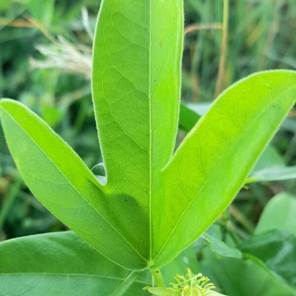 Passiflora suberosa पत्ता