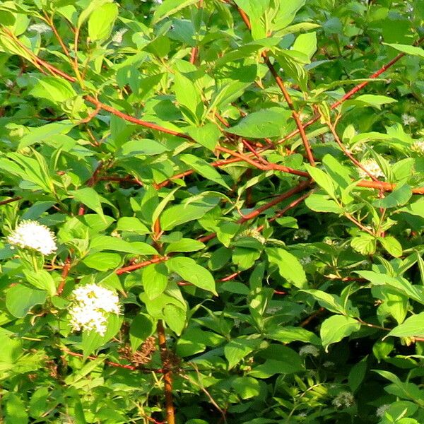 Cornus sericea Leaf