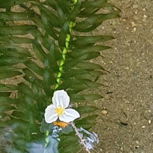 Elodea densa Yaprak