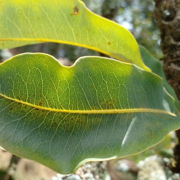 Erythroxylum tortuosum Φύλλο