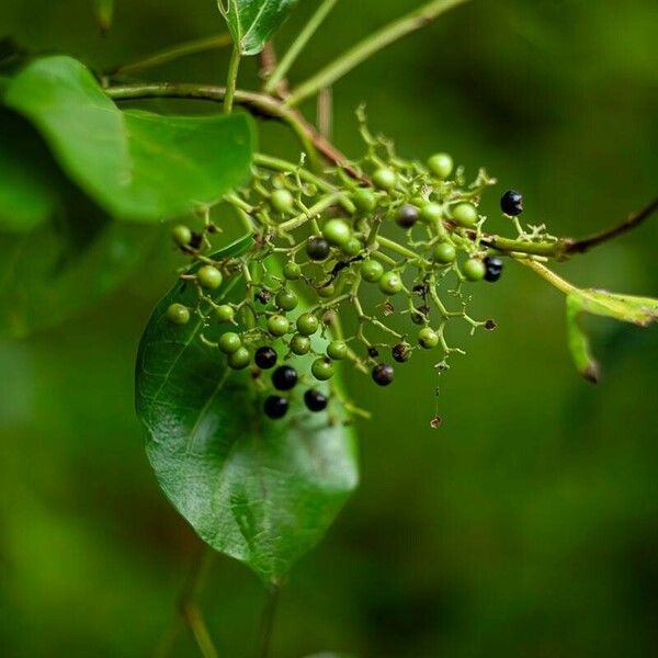 Premna serratifolia Froito