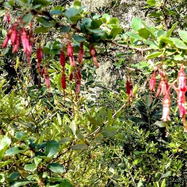 Ribes speciosum Кветка