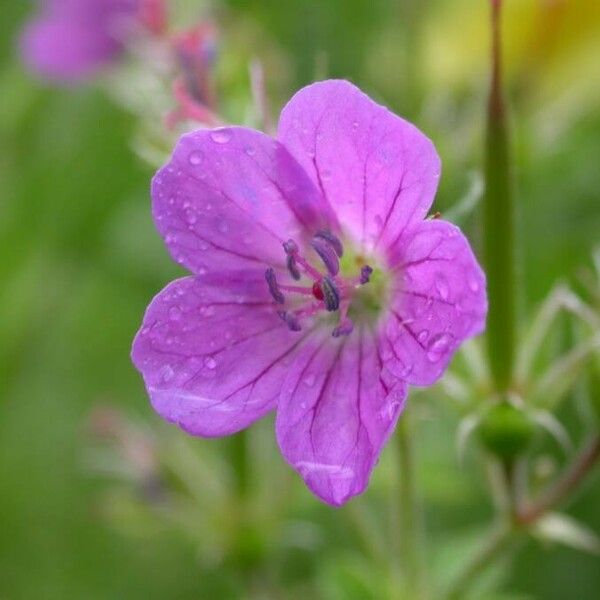 Geranium sylvaticum Flors