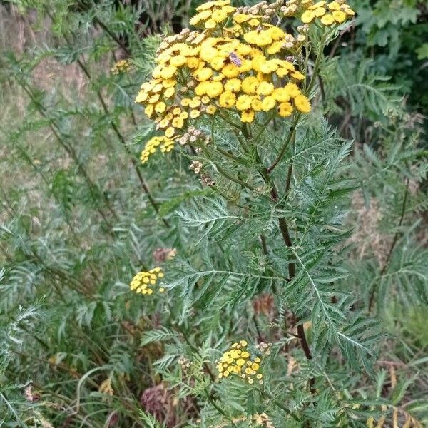 Tanacetum vulgare Λουλούδι