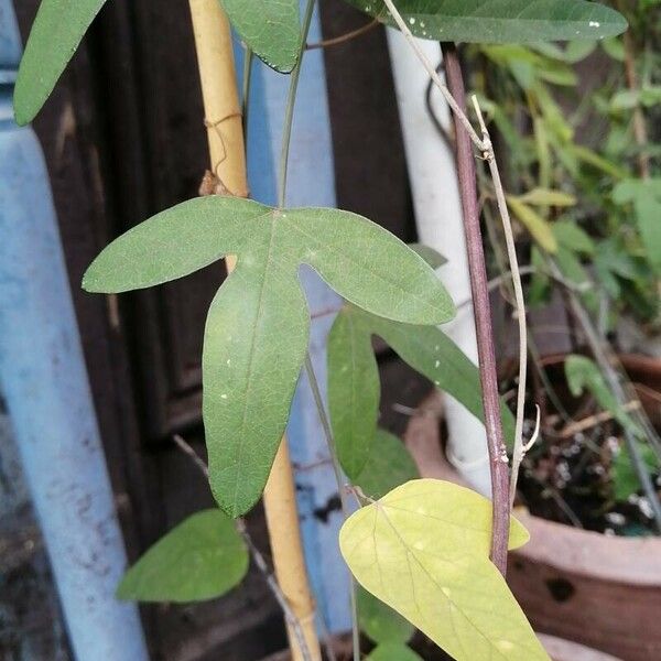 Acalypha wilkesiana Leht