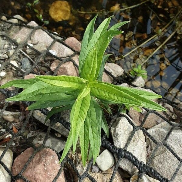 Lysimachia thyrsiflora Лист