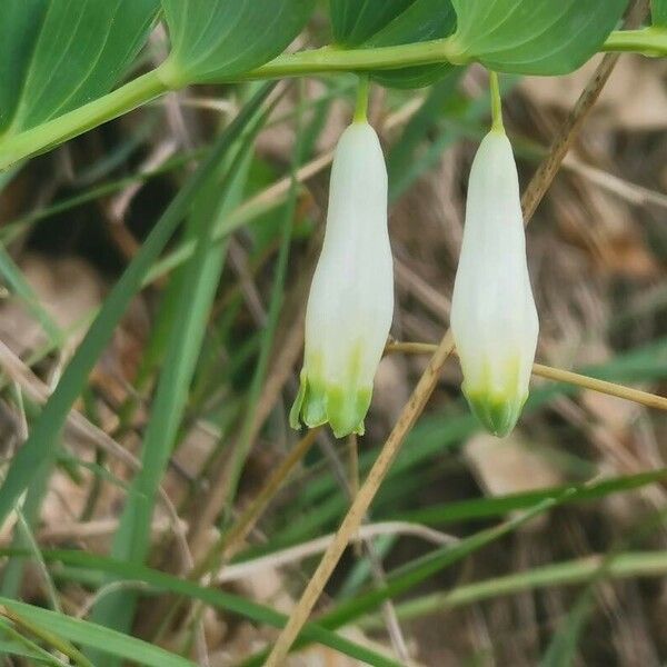 Polygonatum odoratum 花