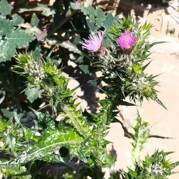 Carduus pycnocephalus Flower