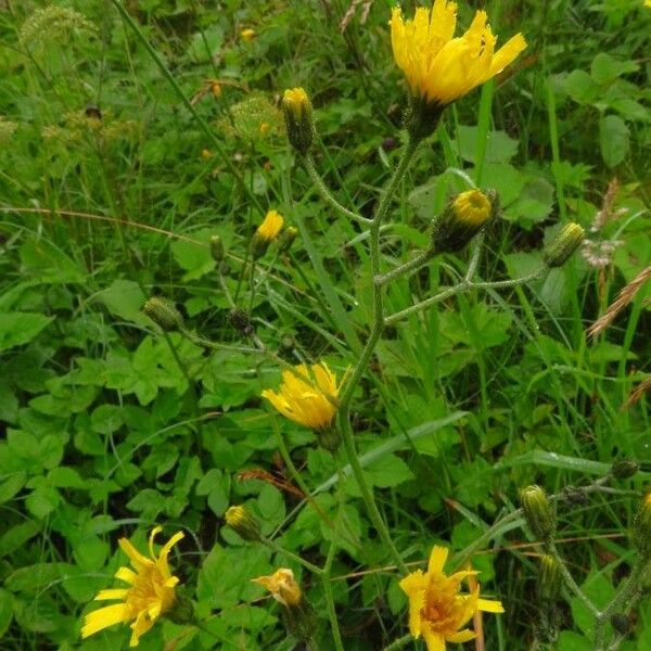 Crepis paludosa Flower