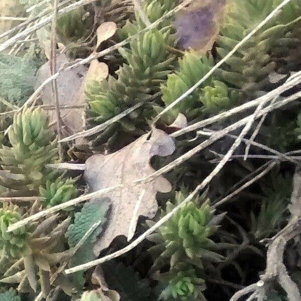 Sedum sediforme Leaf