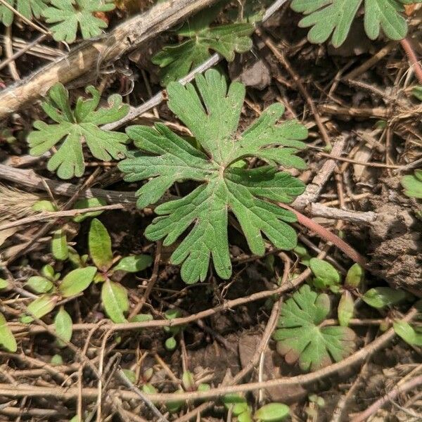 Geranium carolinianum List