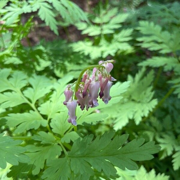 Dicentra eximia Blodyn