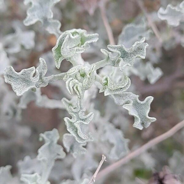 Anvillea garcinii Leaf