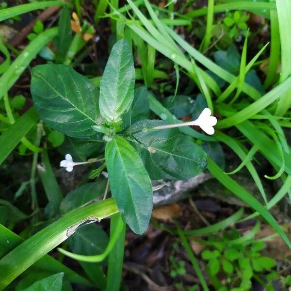 Rhinacanthus nasutus Цветок