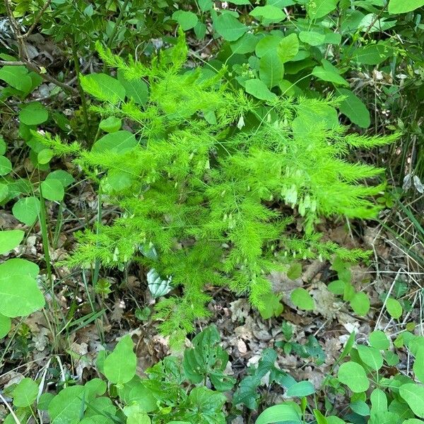 Asparagus tenuifolius Habit