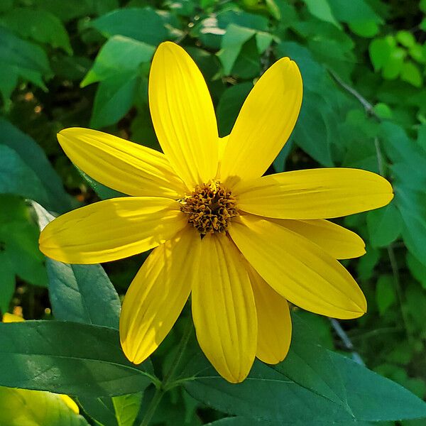 Helianthus strumosus Kwiat