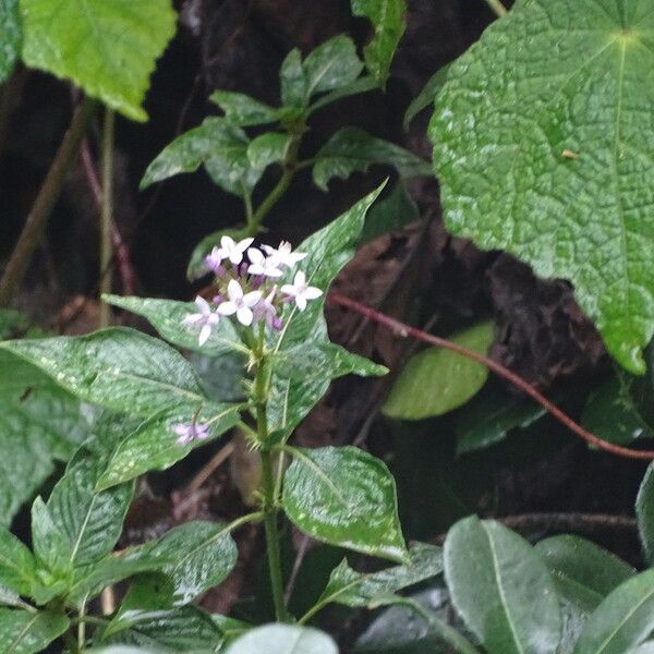 Pentas zanzibarica Blomma