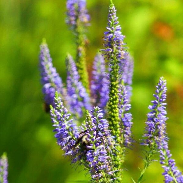 Veronica spicata 花