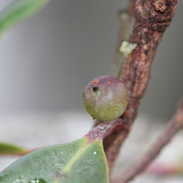 Myrsine diminuta Fruit