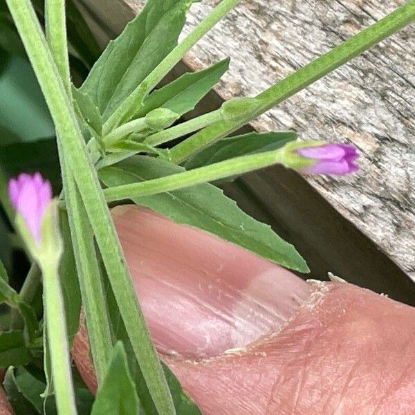 Epilobium obscurum Žiedas