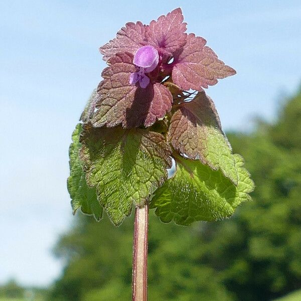 Lamium purpureum 花