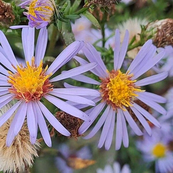 Symphyotrichum novi-belgii Fleur