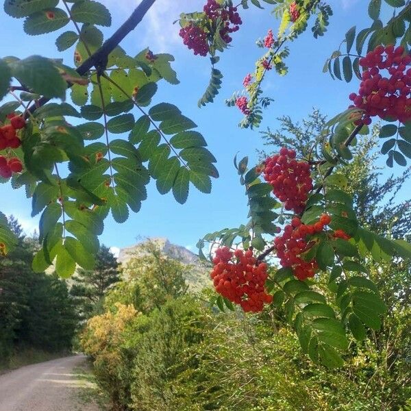 Sorbus americana Fleur