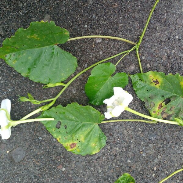 Ipomoea alba Ліст