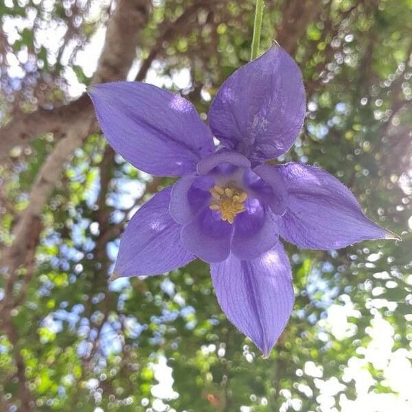 Aquilegia bertolonii Blomma