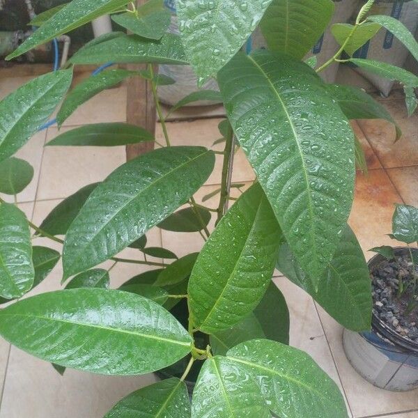 Alocasia cucullata Лист