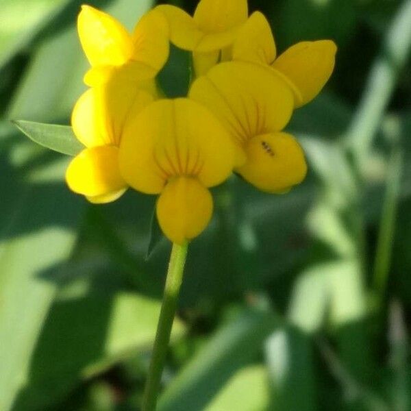 Lotus tenuis Flower