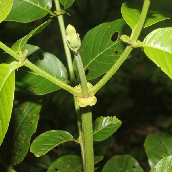 Uncaria tomentosa Fulla