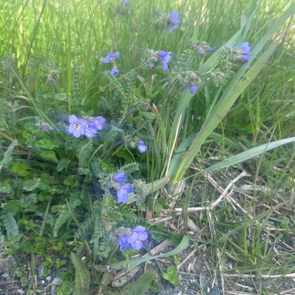 Polemonium pulcherrimum Fleur