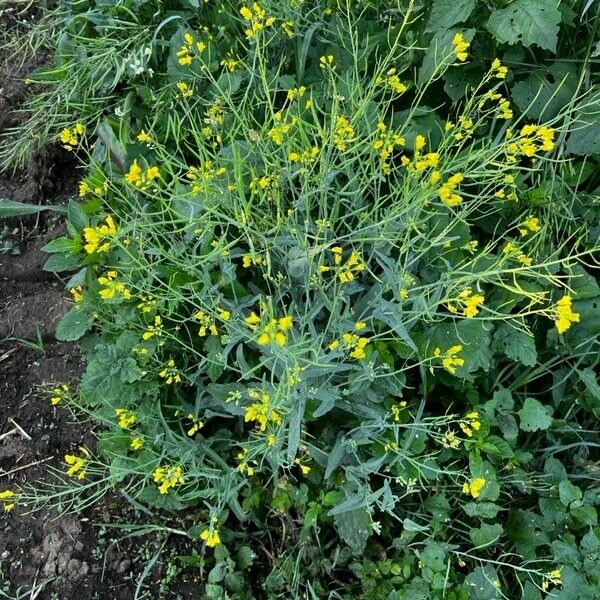 Brassica rapa Blüte