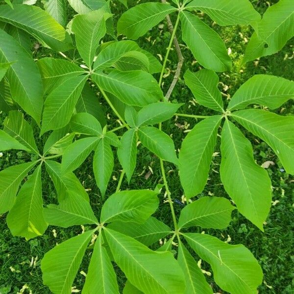 Aesculus flava Leaf