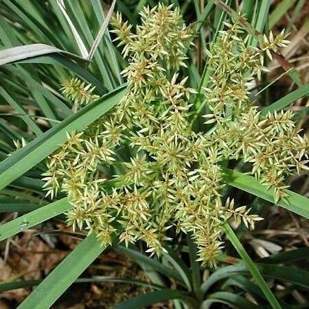 Cyperus javanicus Costuma