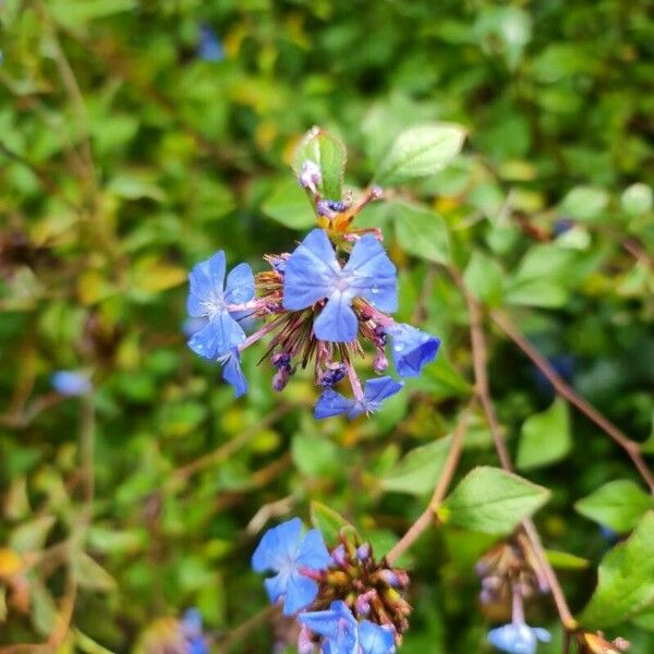 Ceratostigma willmottianum Kvet