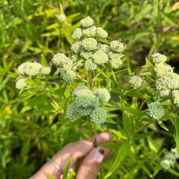 Pycnanthemum virginianum Çiçek