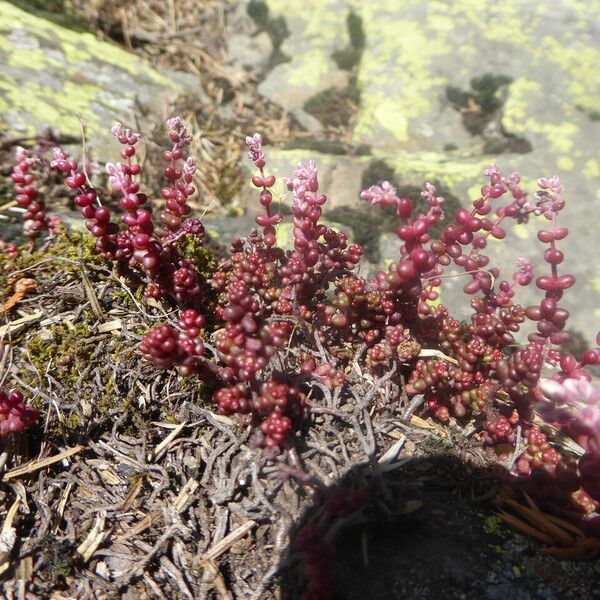 Sedum brevifolium Écorce