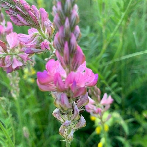 Onobrychis arenaria Flower