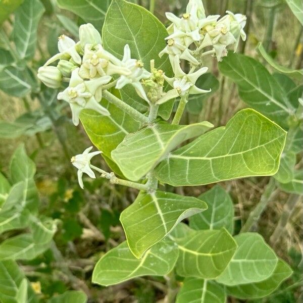 Calotropis gigantea ഇല