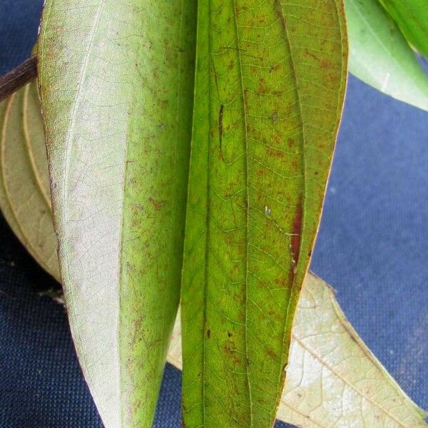 Bauhinia ungulata List