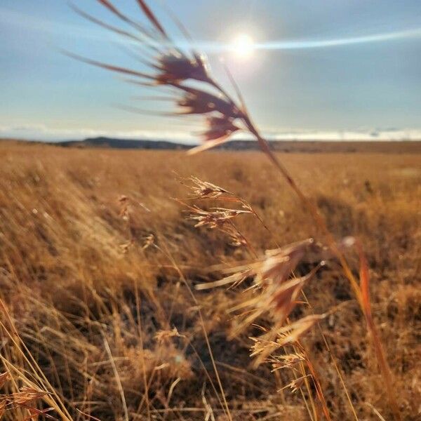 Themeda triandra Frutto