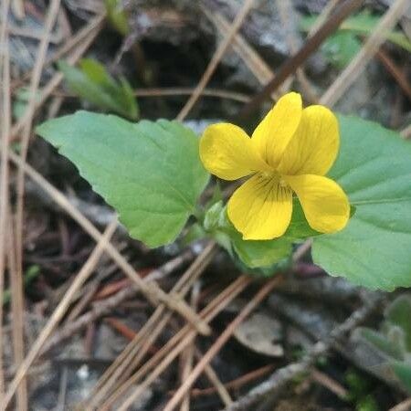 Viola glabella Žiedas