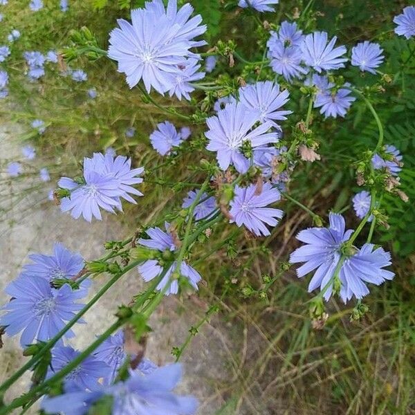 Cichorium endivia Flower