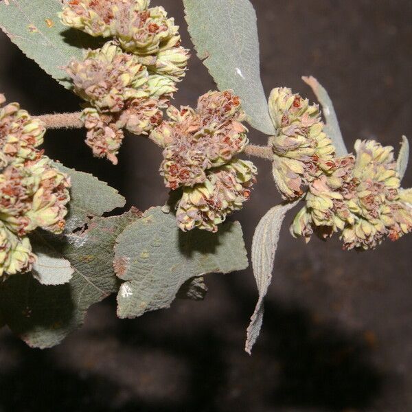 Waltheria glomerata Habitatea