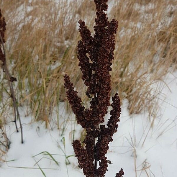 Rumex aquaticus Blomma