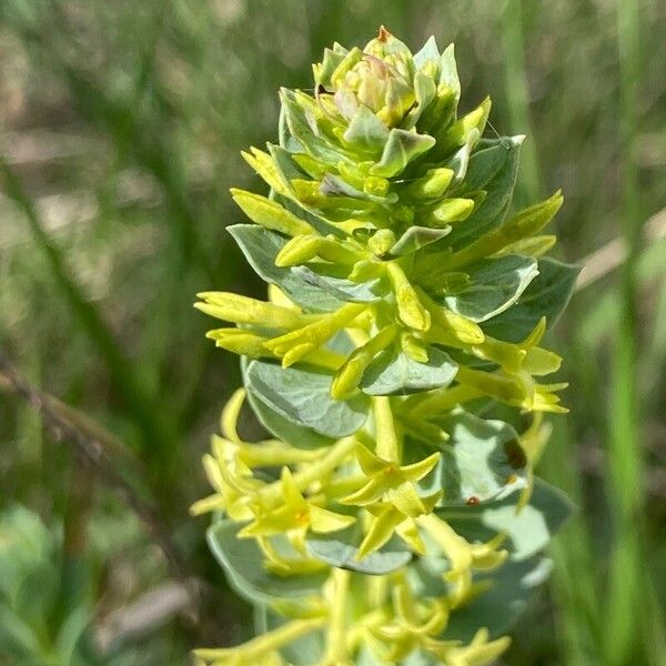 Thymelaea sanamunda Flower